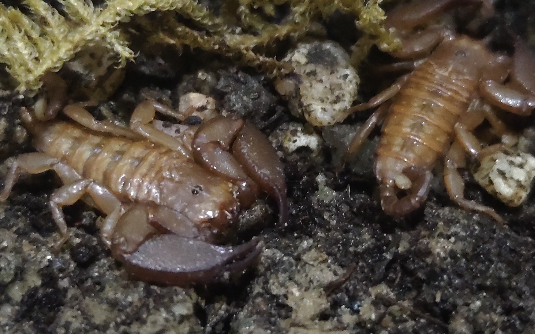 up主教你怎么饲养萌萌的八重山蝎