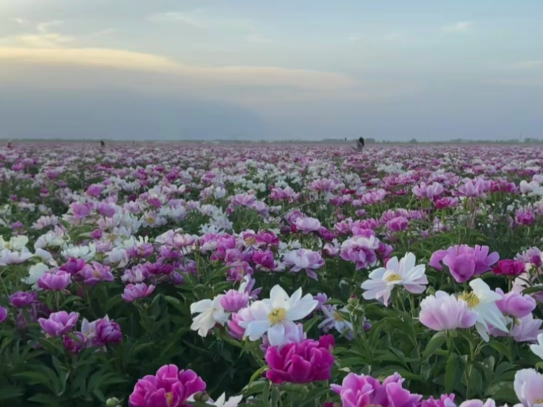 金堂芍药花基地门票图片