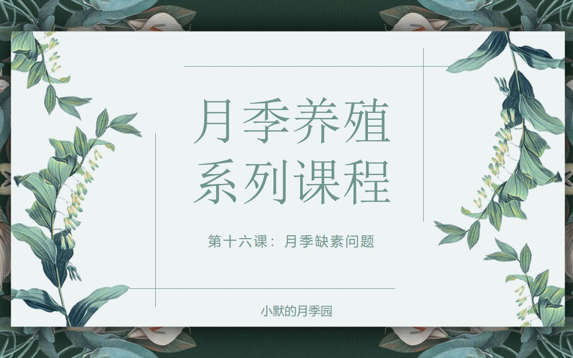 月季缺素的原因,月季缺素的症状,月季缺素症的处理方法哔哩哔哩bilibili