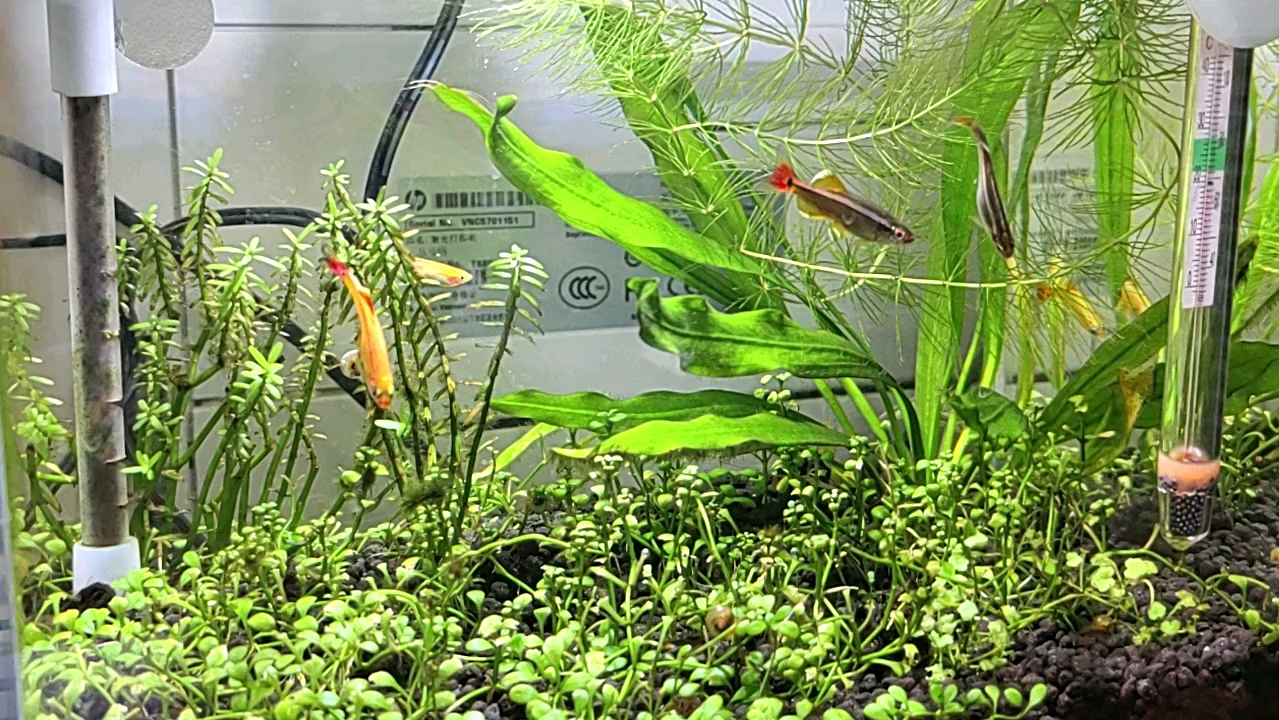 桌面小缸-白云金丝