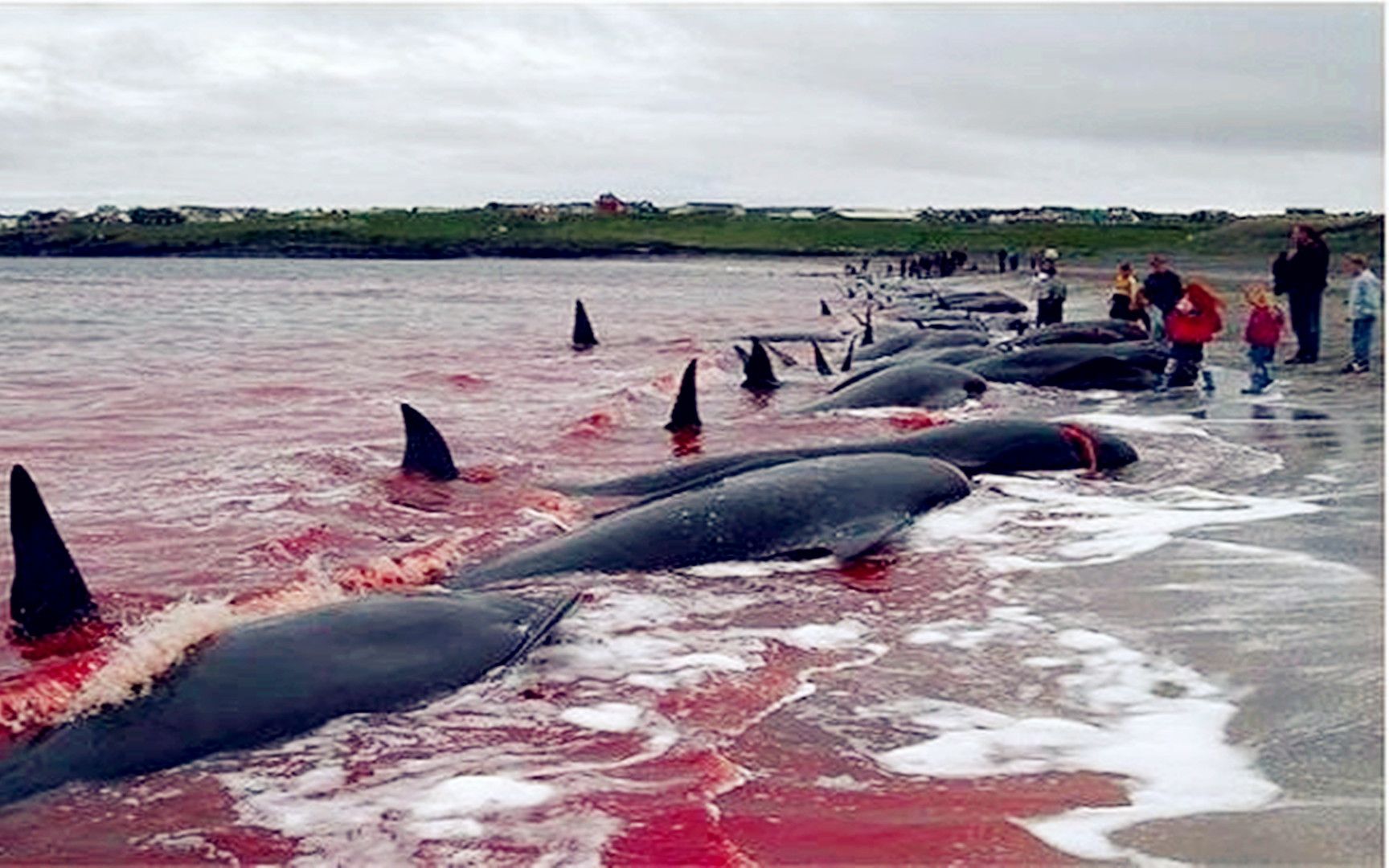 日本人干的这事让全地球人愤怒 含泪剪完这影片 海豚湾2009