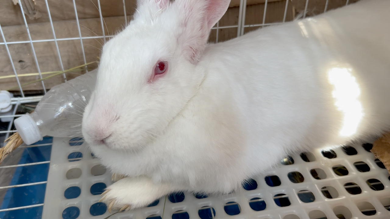 原来兔子是这么洗耳朵的,92