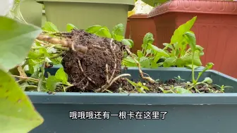 Download Video: 看看一小盆鱼腥草能收获多少？搞个黑暗料理尝尝