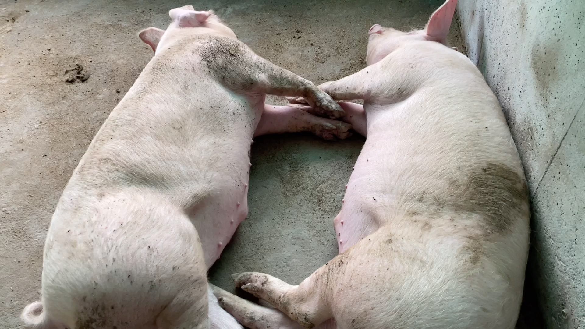 我的天呐,两头抱着睡觉的猪,我也不知道你们在说什么啊