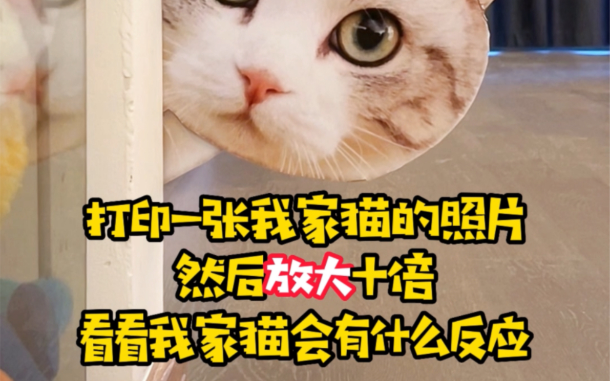 打印一张我家猫的照片,然后整蛊它,它会有什么反应…哔哩哔哩bilibili