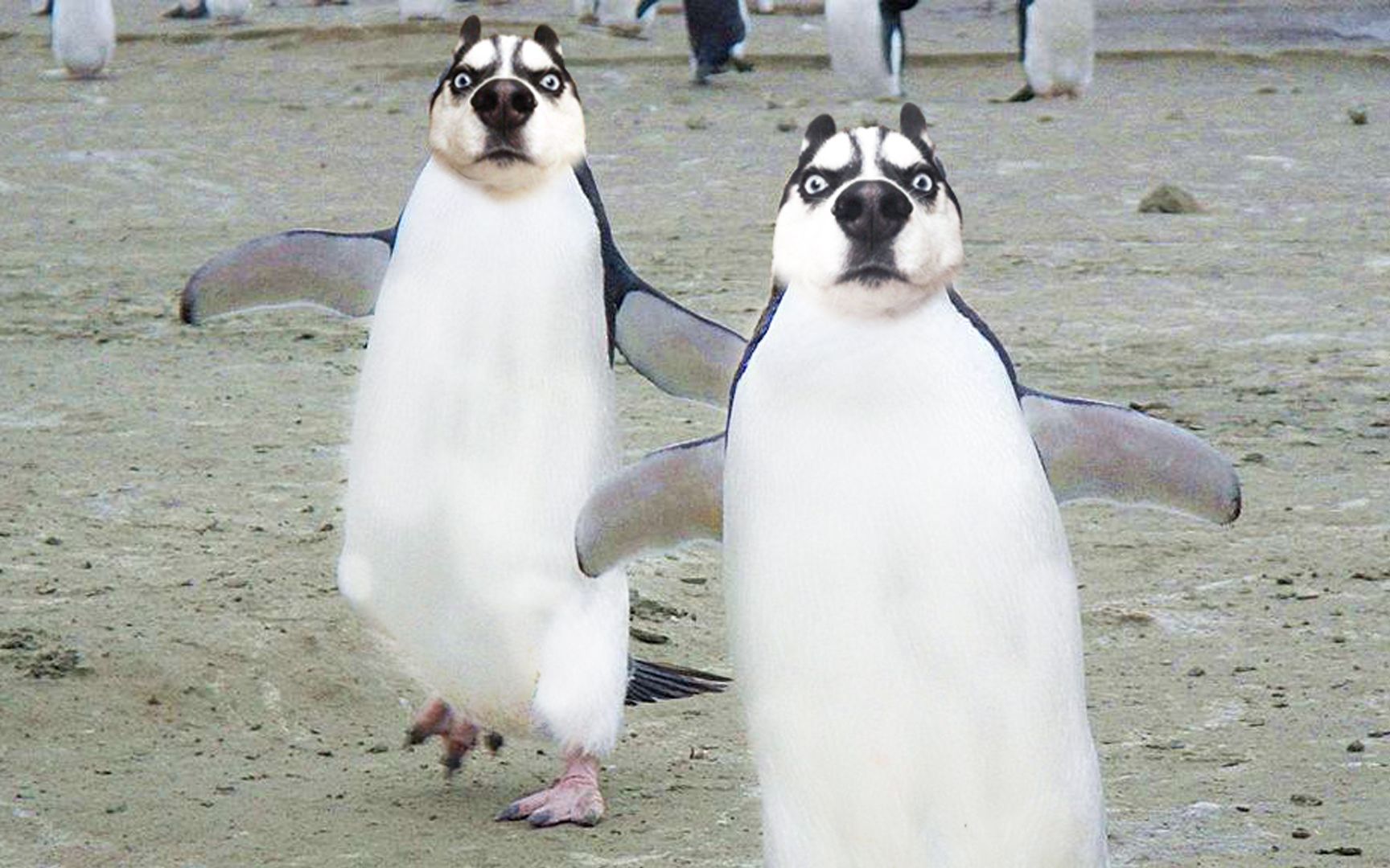 狗企鹅表情包图片