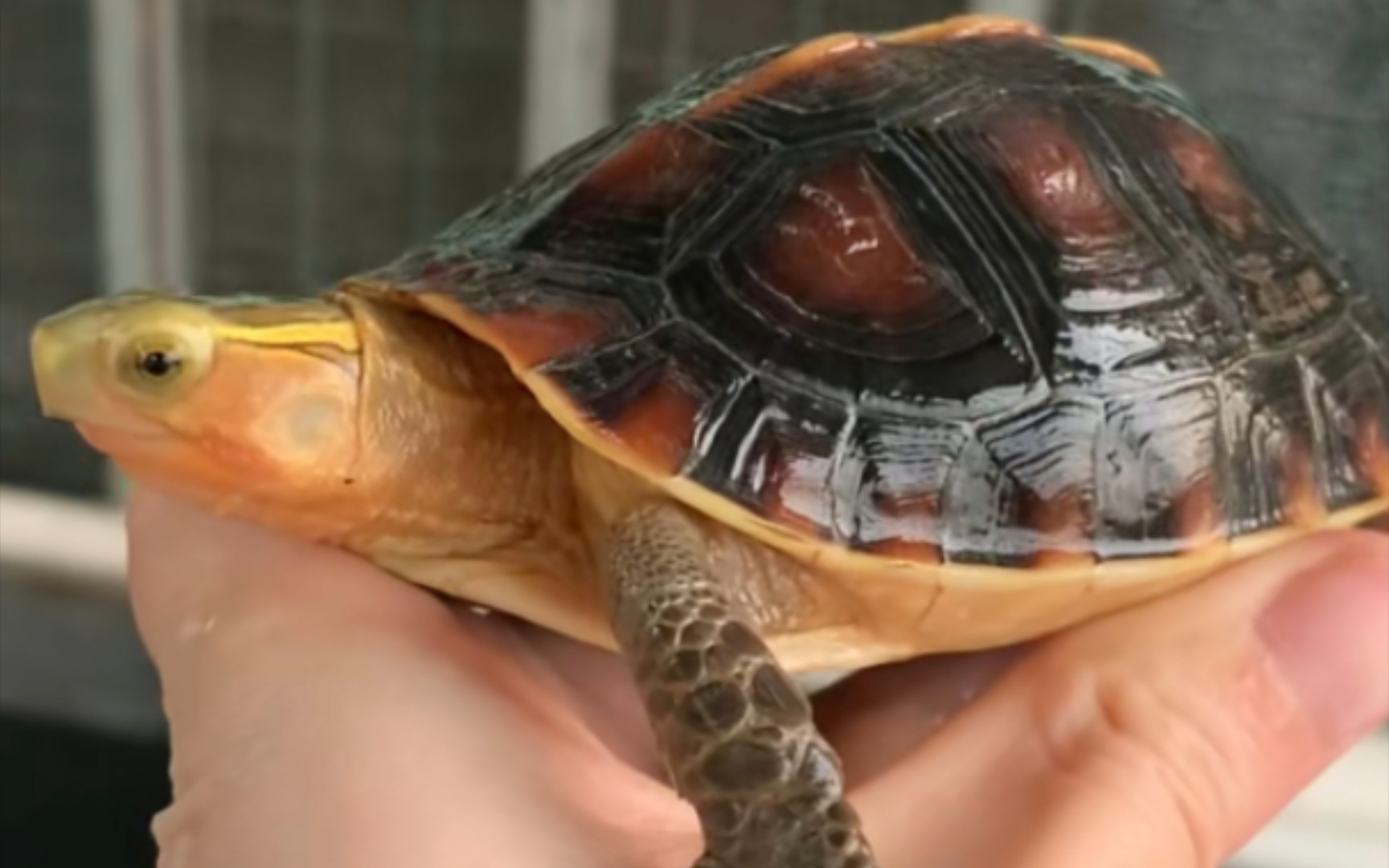 价值千元一只的黄缘盒龟,这种宠物龟性情温顺亲人,宠物龟的首选