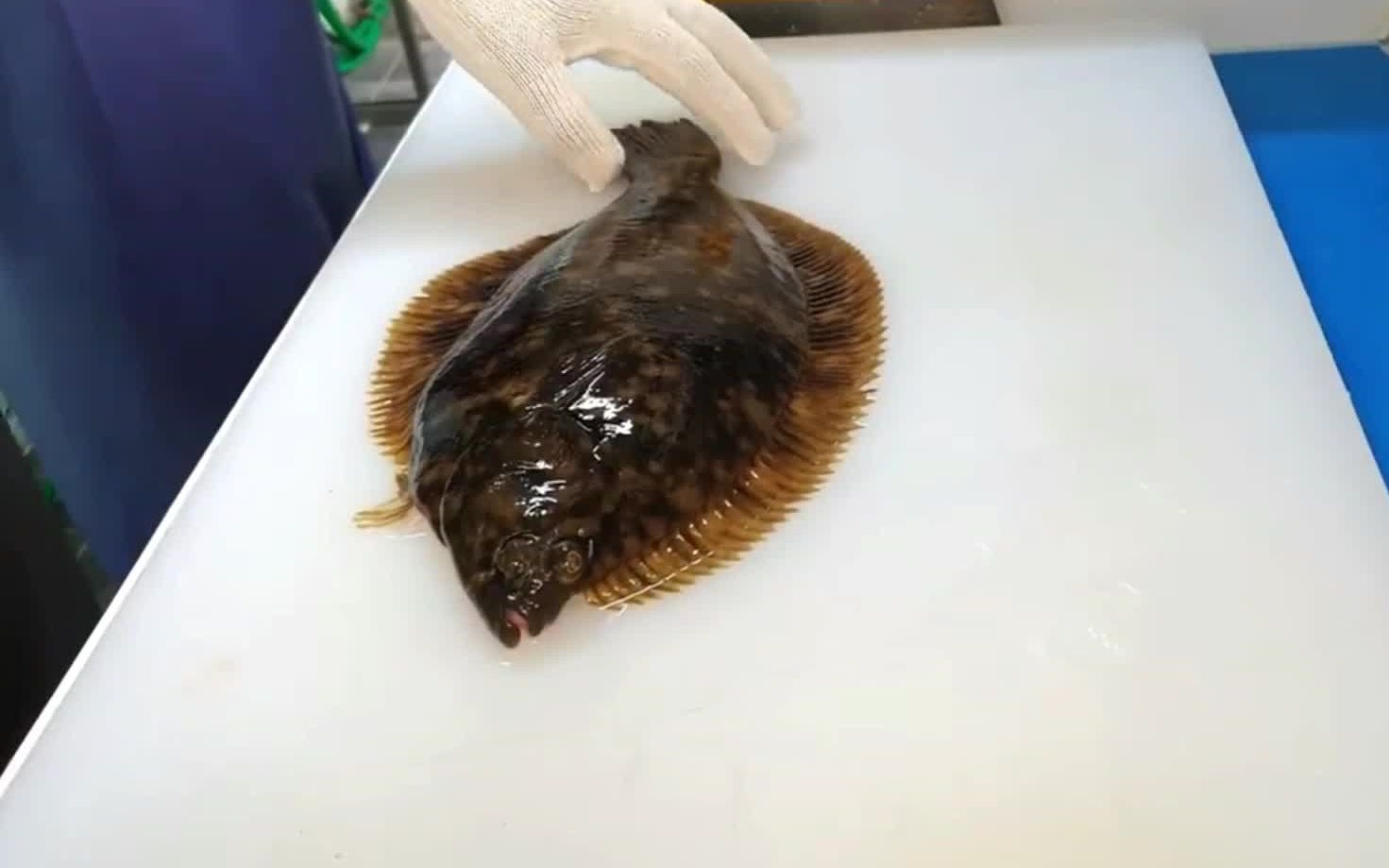 比目鱼刺身制作,肉质细腻
