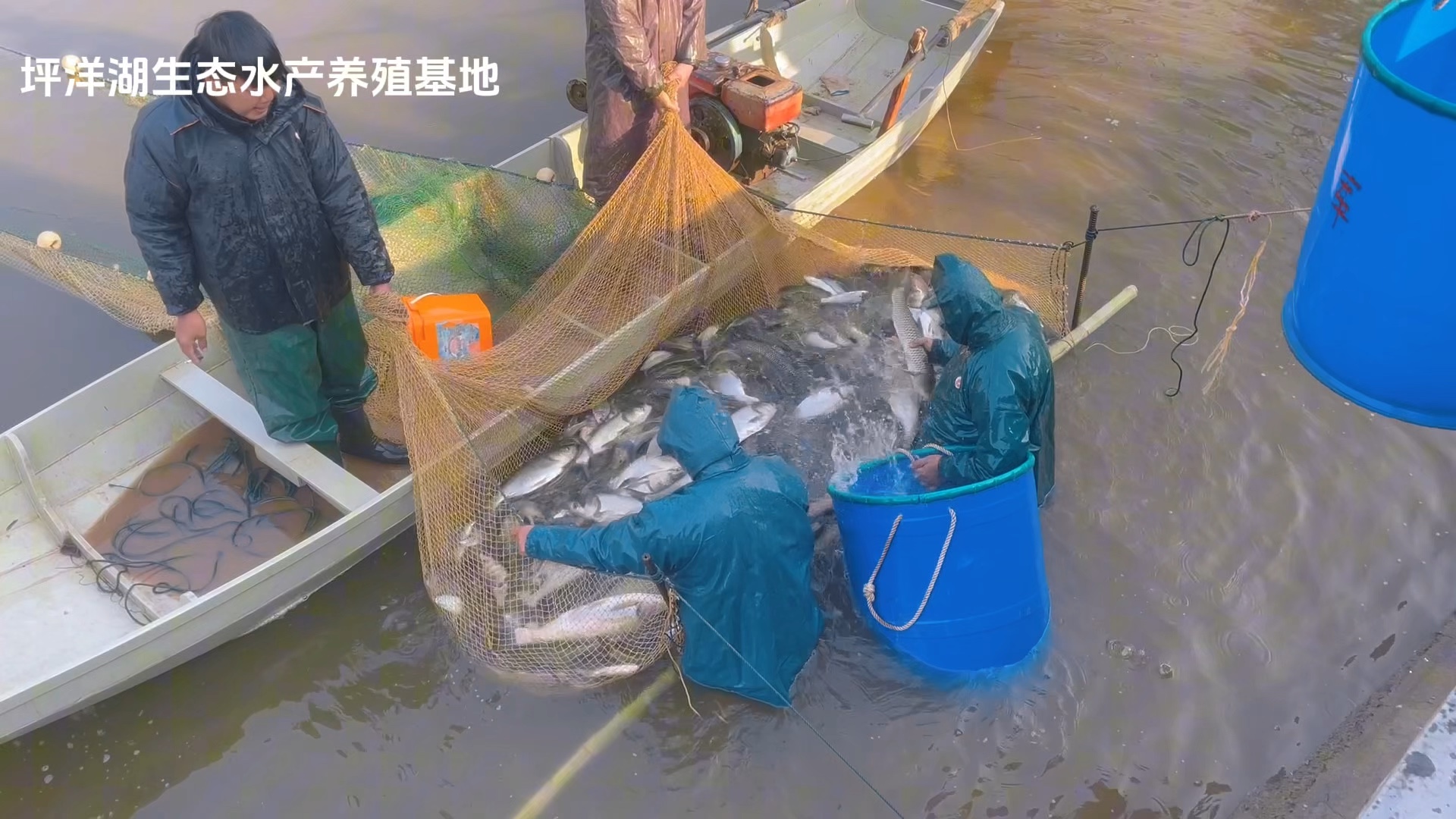 养鱼短视频(养鱼视频长什么样子)