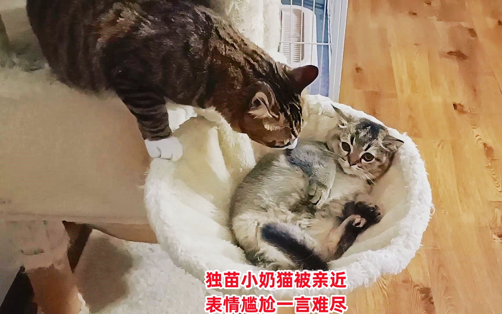 独苗小奶猫上楼被大猫喜欢摸头杀,表情一言难尽好尴尬哔哩哔哩bilibili