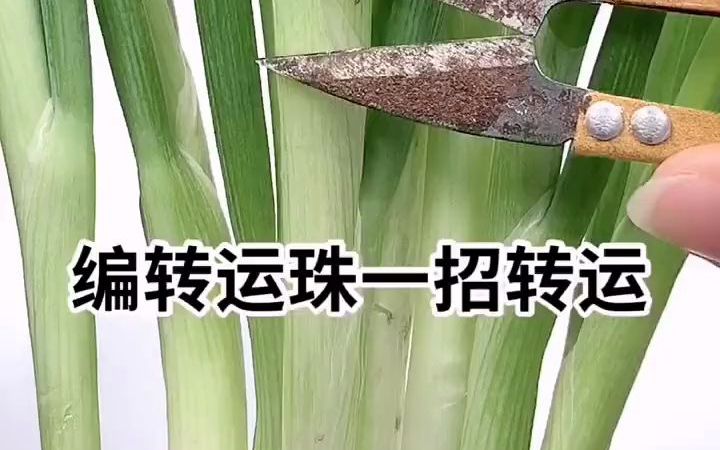 【编织】编转运珠一招转运哔哩哔哩bilibili