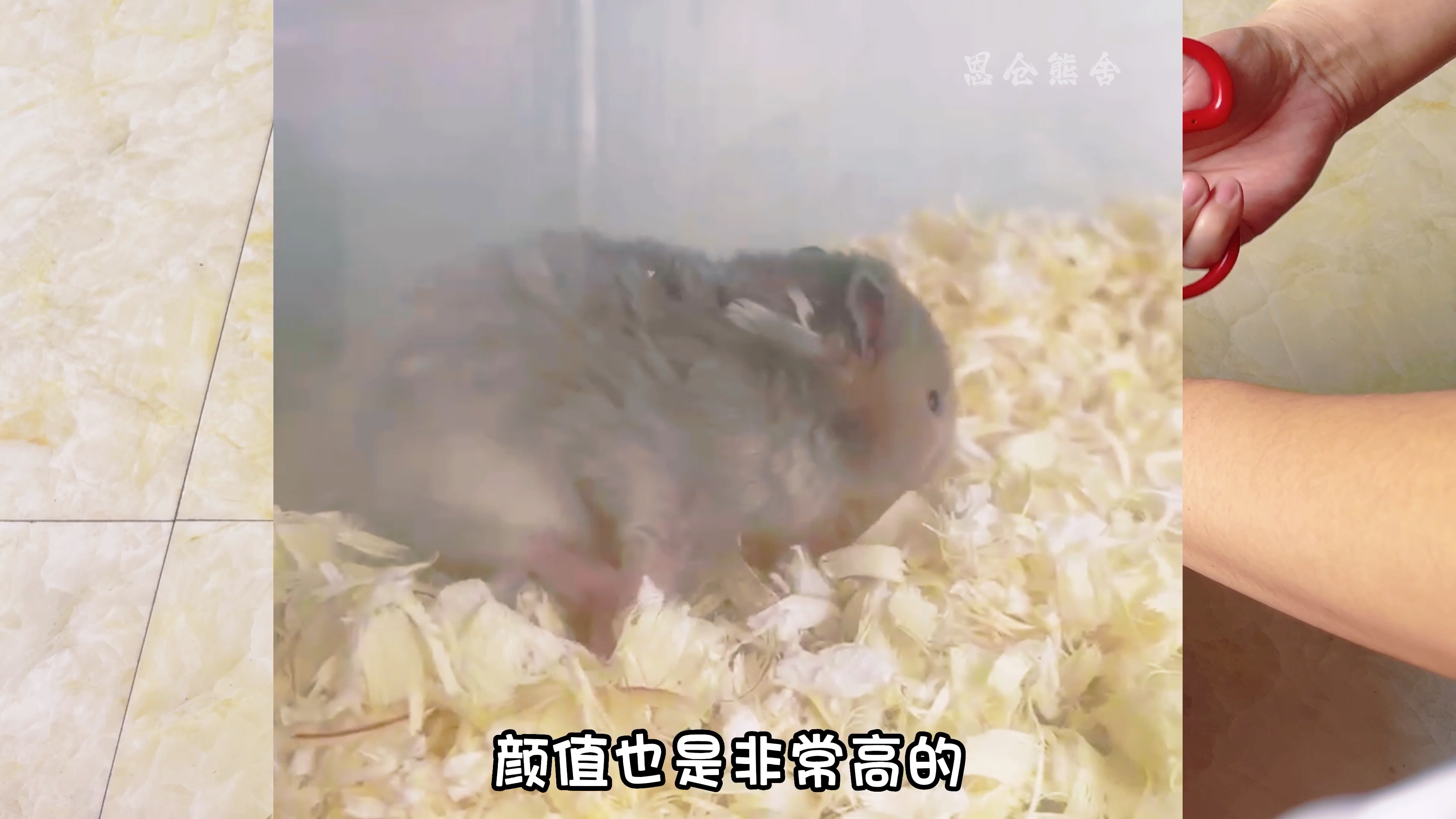 开箱两只极品金丝熊-恩仓熊舍-恩仓熊舍-哔哩哔哩视频