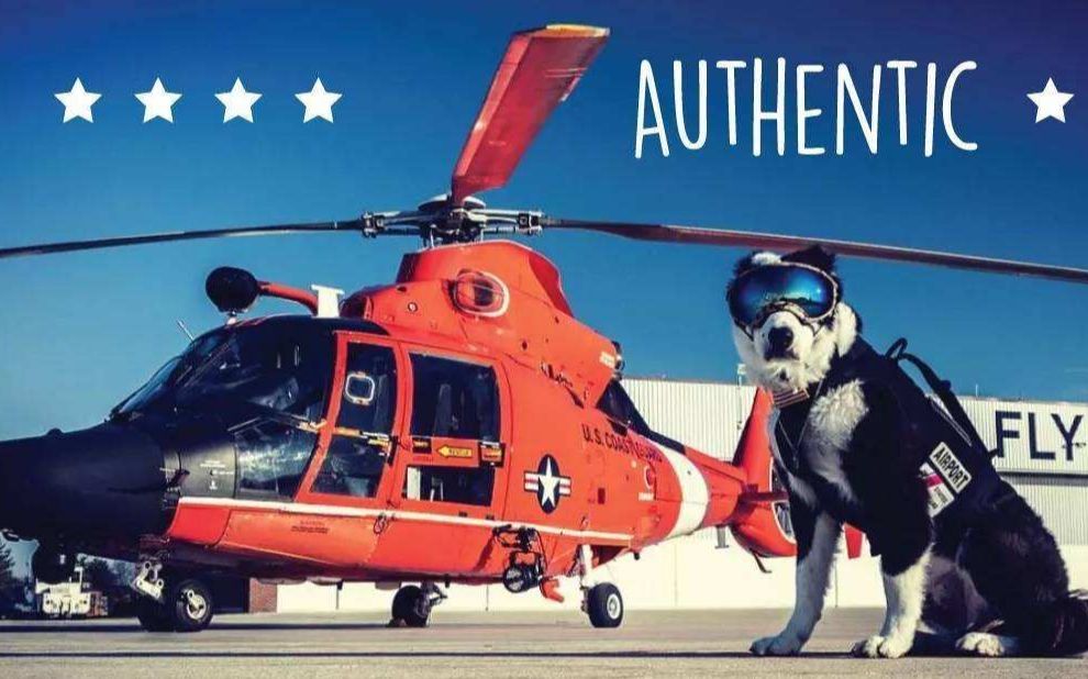 机场护卫犬k9-piper患癌症去世,永远怀念.