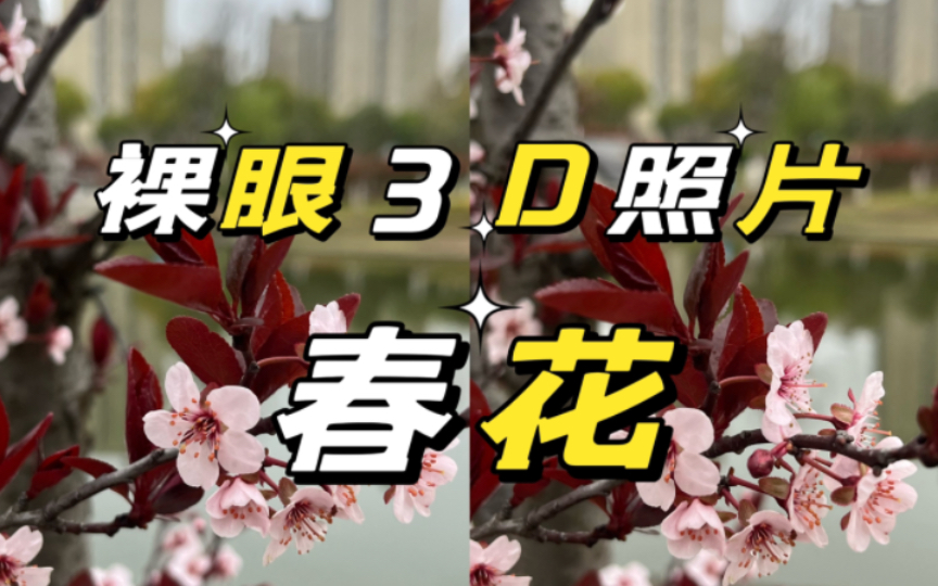 【裸眼3D照片】春花哔哩哔哩bilibili