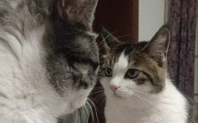 对视,怂还是要怂的