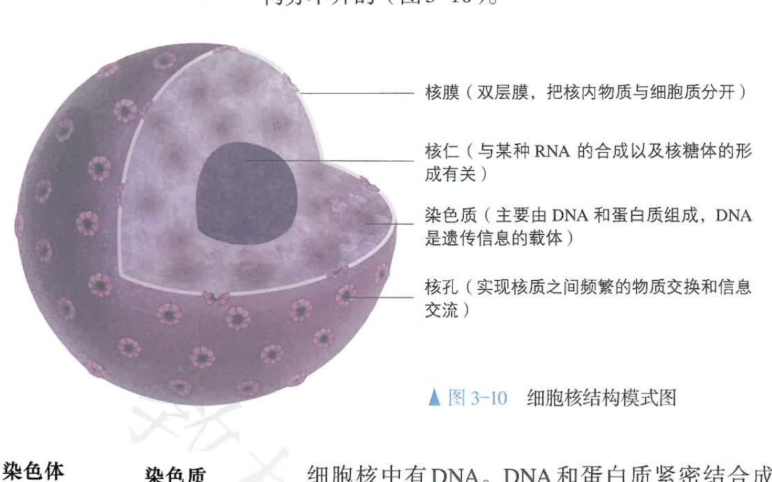 [图]第三章第三节细胞核的结构和功能