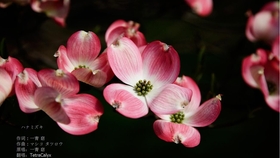 ハナミズキ 电影 花水木 主题曲 新垣结衣版 哔哩哔哩 つロ干杯 Bilibili