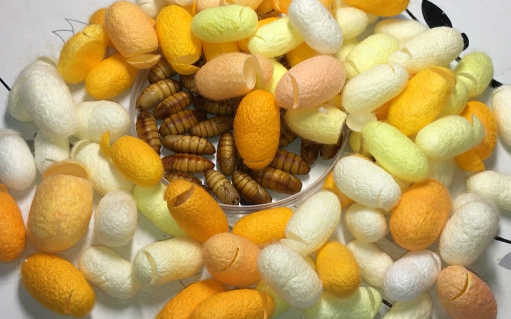 切开彩色蚕茧取出里面的蛹 大自然的五彩缤纷真的神奇