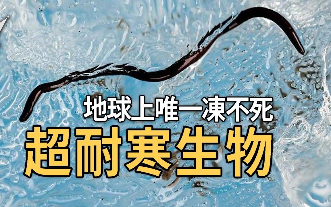 极地中的超耐寒生物,第一名号称地球上唯一冻不死的生物,还能在固体冰块中自由穿行.|搬运哔哩哔哩bilibili