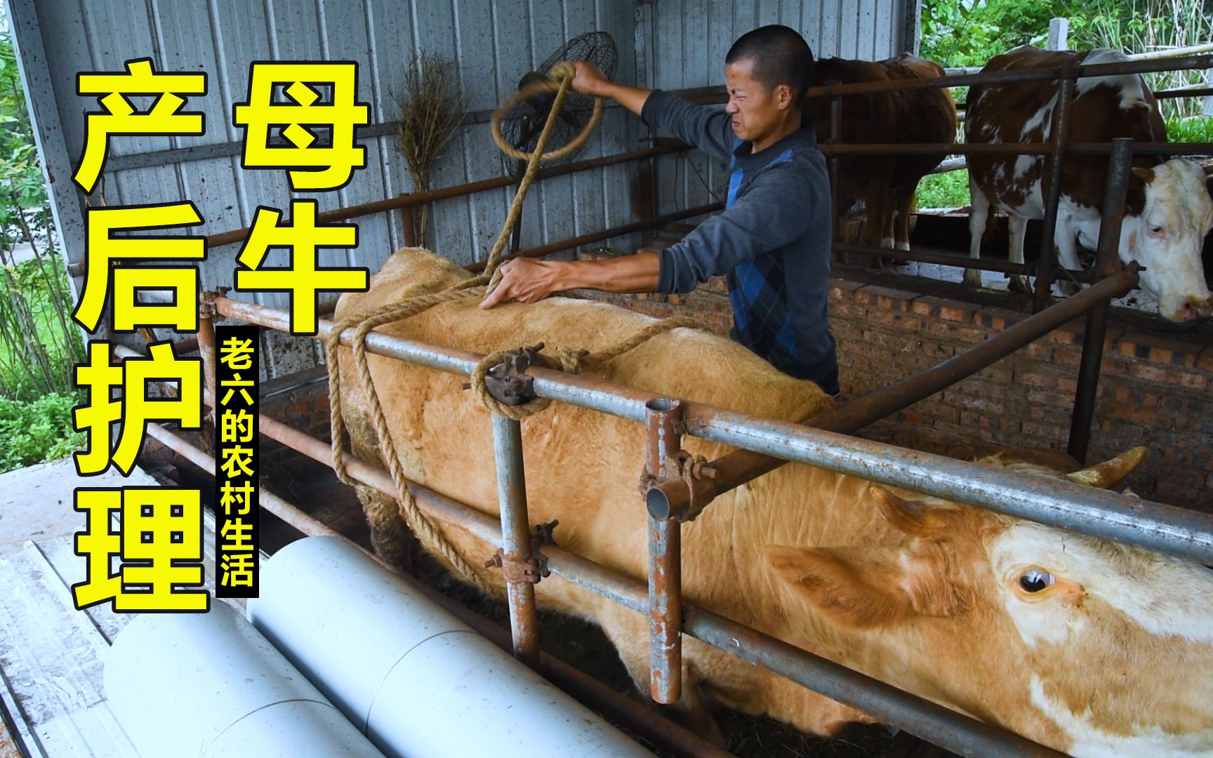 母牛难产得了月子病,老六用绳子捆着牛儿拆线,养牛