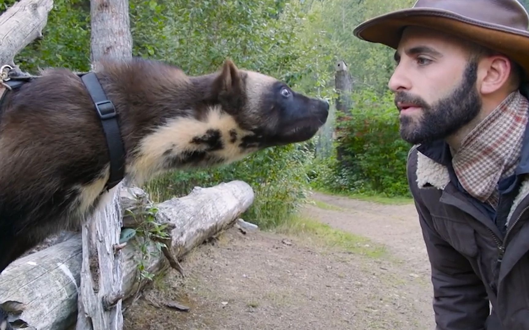 狼叔《作死挑战》和金刚狼关在一起是什么感觉?会"吃席"吗