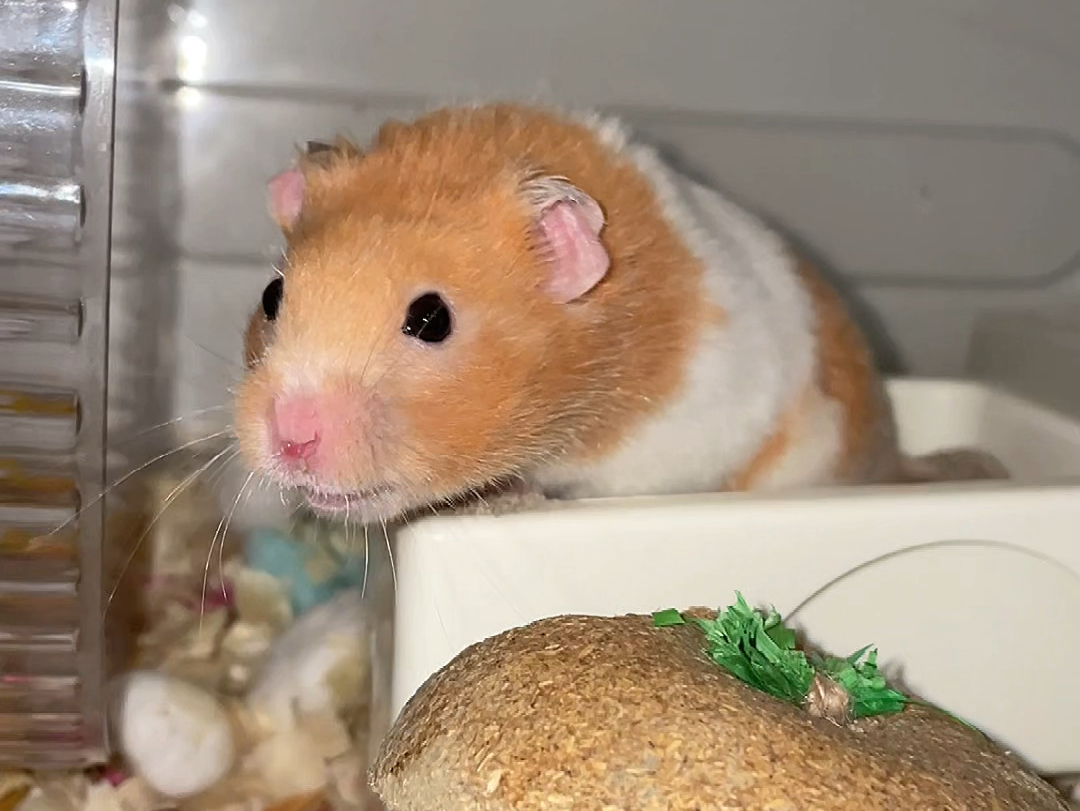 鼠鼠拜财神:祝君发财