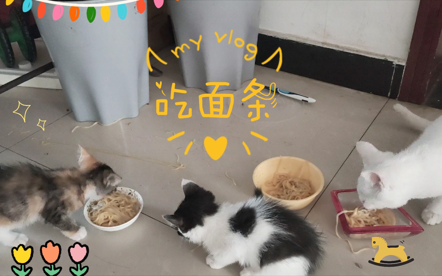 猫吃面条日记哔哩哔哩bilibili