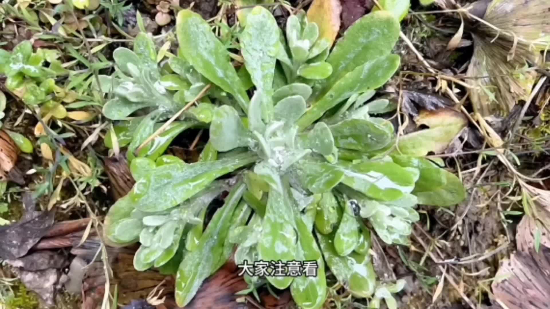 清明节,清明草,"草中燕窝"