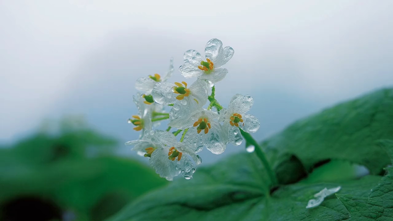 雨中的山荷葉