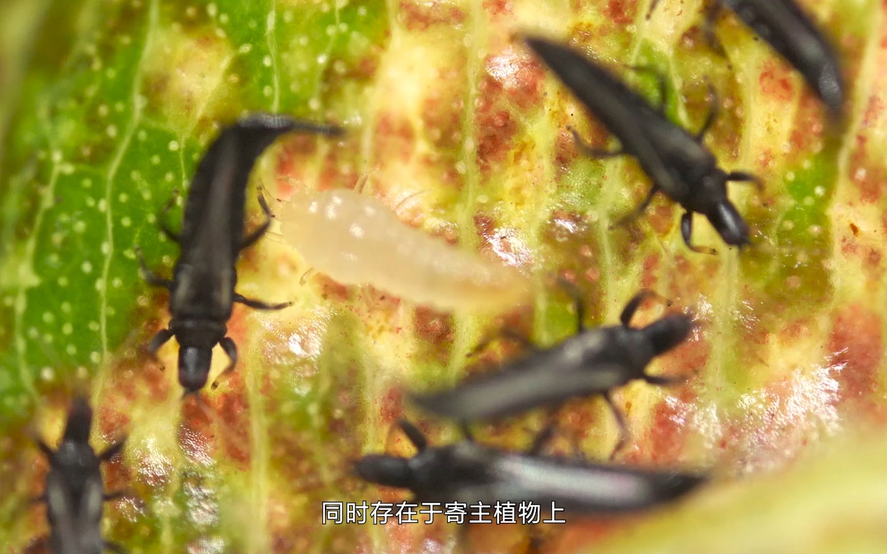 中山林业有害生物之榕母管蓟马