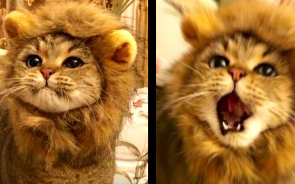 猫科叫声对比吼猫喵猫