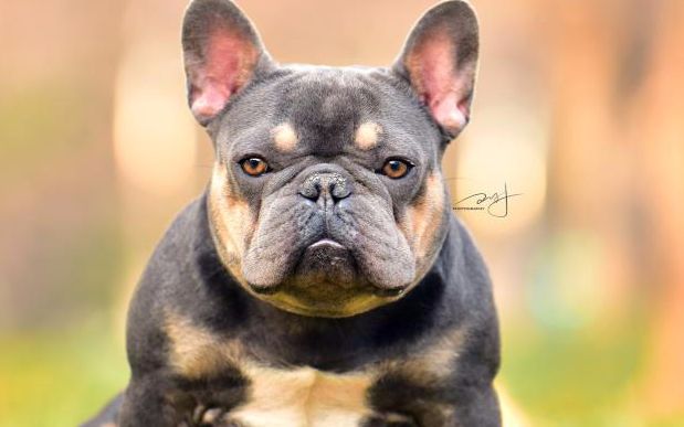 【法国斗牛犬】蓝包金法牛风暴追逐者子女 小法斗六母五公 法国斗牛犬