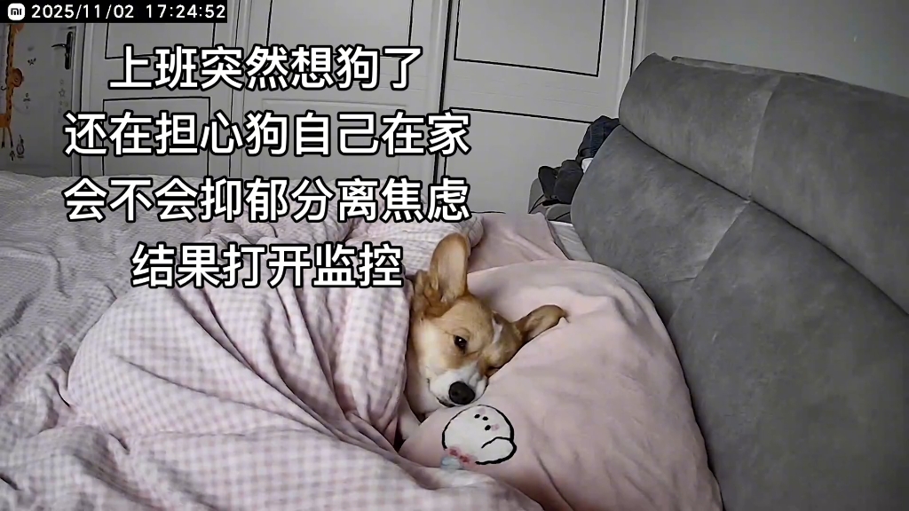 柯基: 狗过上了你的生活，你过上狗的的生活