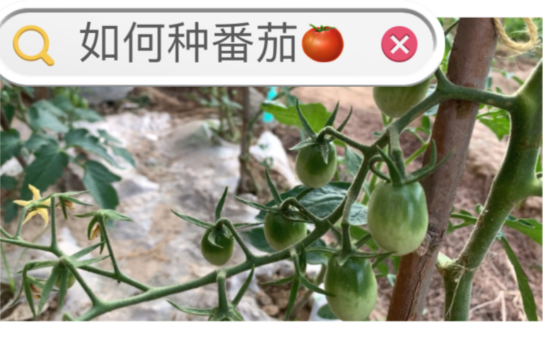 [图]【番茄种植技术】用我自己惨痛经历分享种番茄技术——打侧枝留一个主干这样结出的西红柿才会多