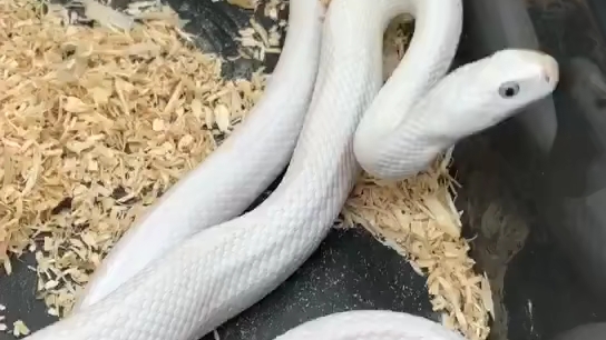 300克左右黑正眼白娘娘 3500