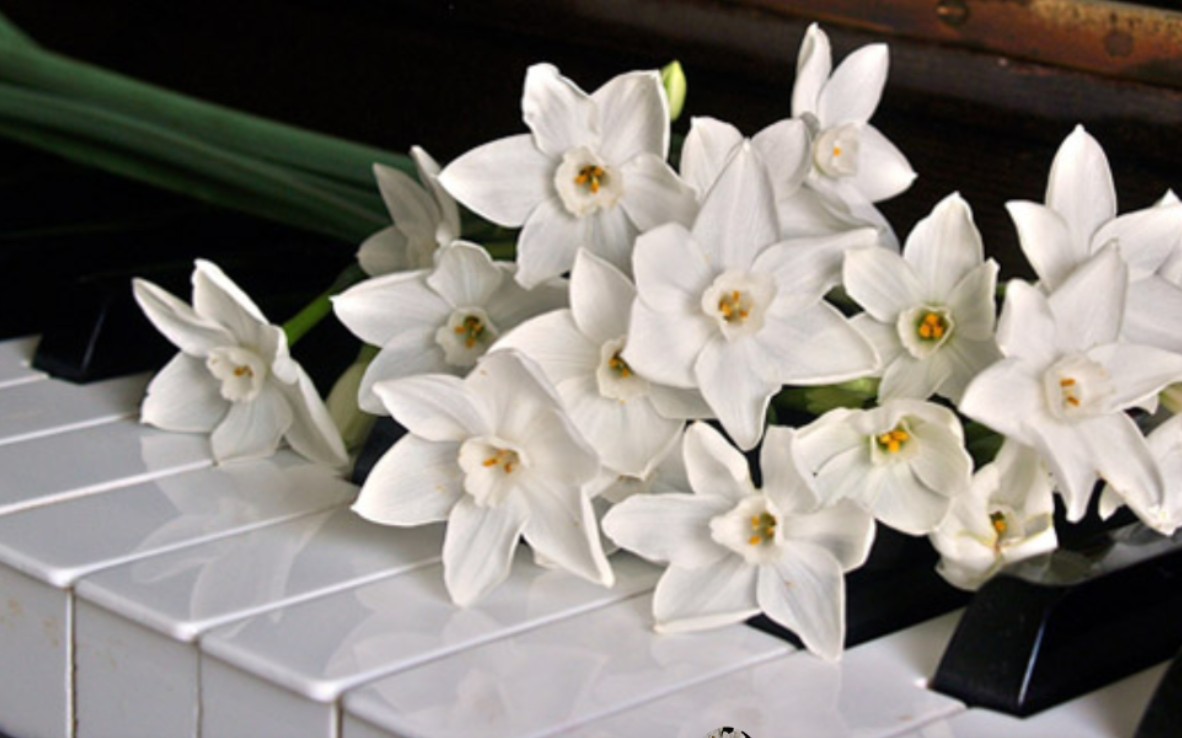 忧郁之花--melancholy flower_哔哩哔哩_bilibili