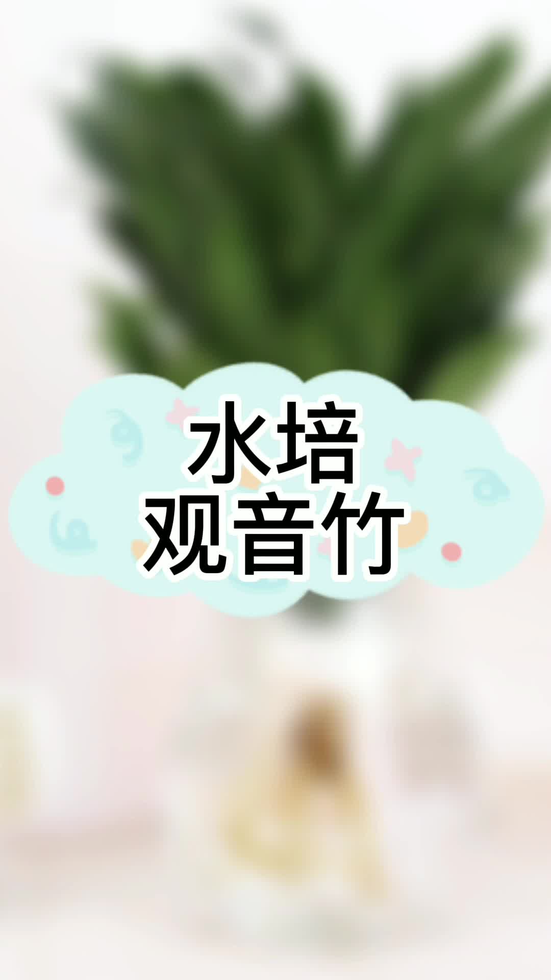 水培观音竹哔哩哔哩bilibili