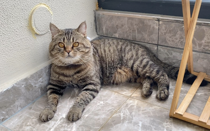 我是一只猫啊.