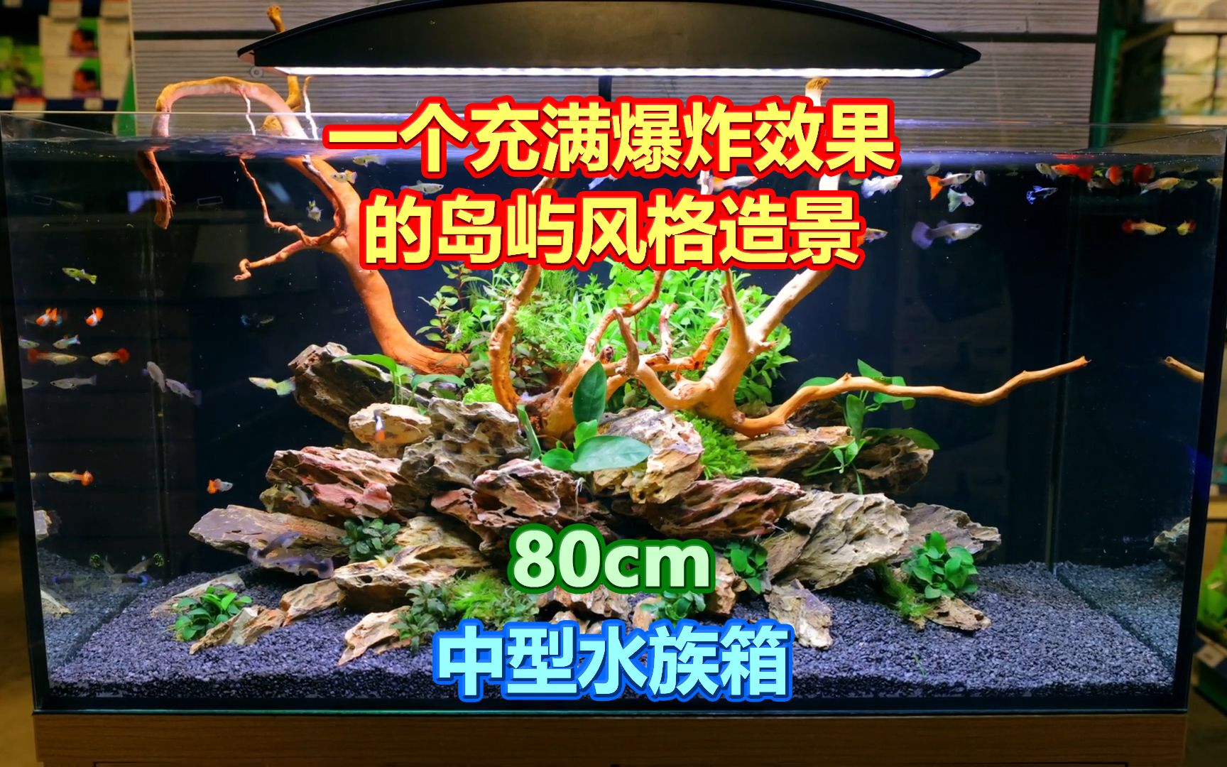 一个硬景具有爆炸效果的 岛屿式水族造景 长约80cm中型水族箱哔哩哔哩bilibili