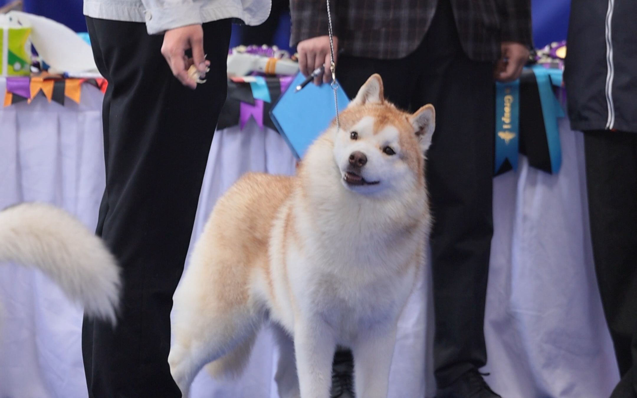 小动物之星哈士奇图片