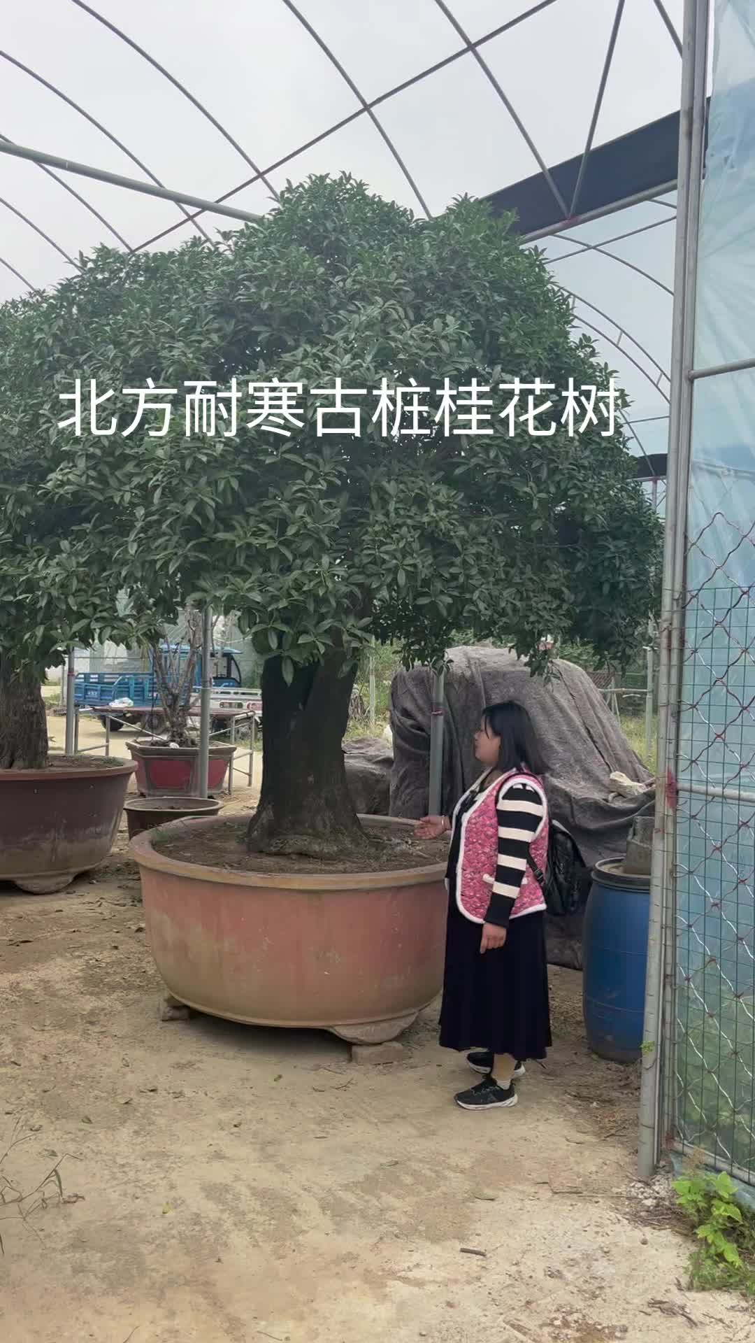 北方既耐寒又名贵树种图片