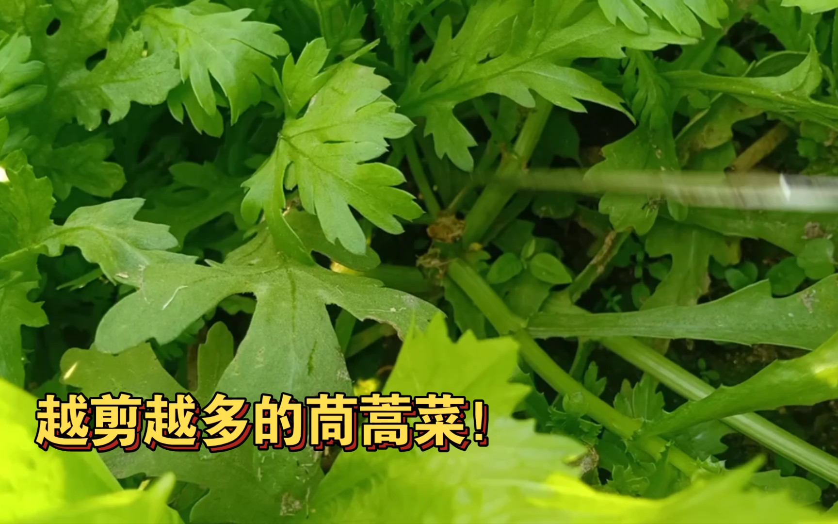 种植茼蒿菜,移栽后一茬又一茬的采收!哔哩哔哩bilibili