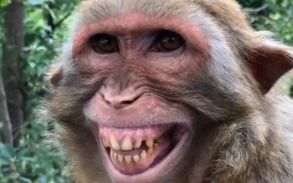 真猴子照片搞笑图片图片