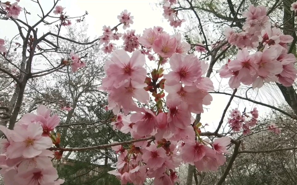 玉渊潭樱花节第一天,十元的门票,樱花开了多少?哔哩哔哩bilibili