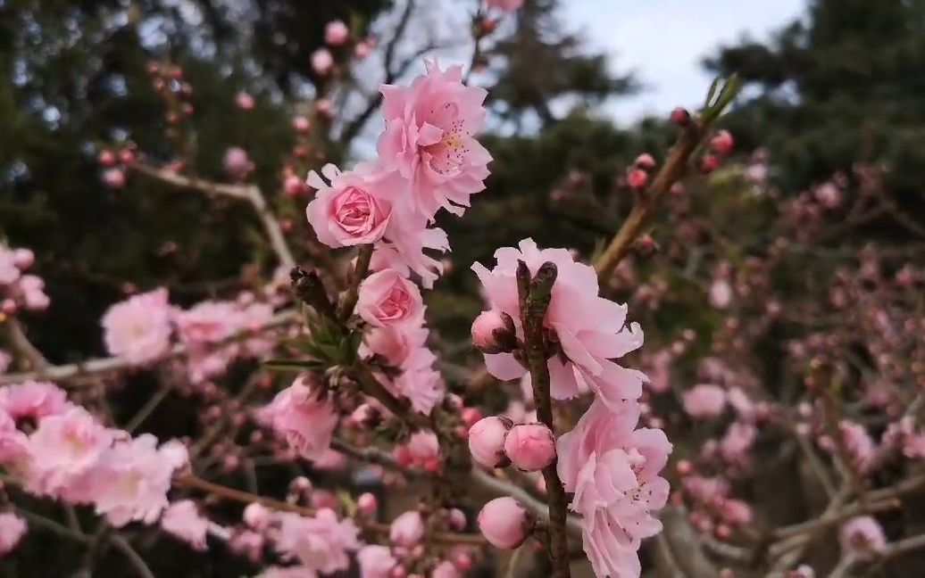 春游啦!去北京植物园看神奇的食虫植物吧~(20190413直播完整回放)哔哩哔哩bilibili