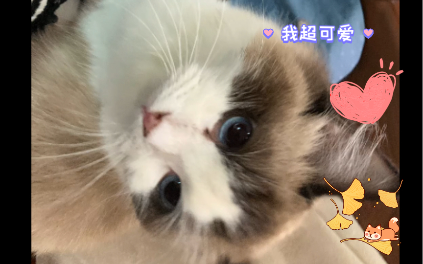 猫咪萌态大放送!可爱到爆炸99