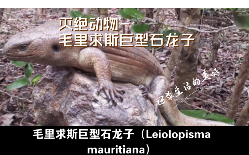 灭绝动物毛里求斯巨型石龙子(Leiolopisma mauritiana)哔哩哔哩bilibili