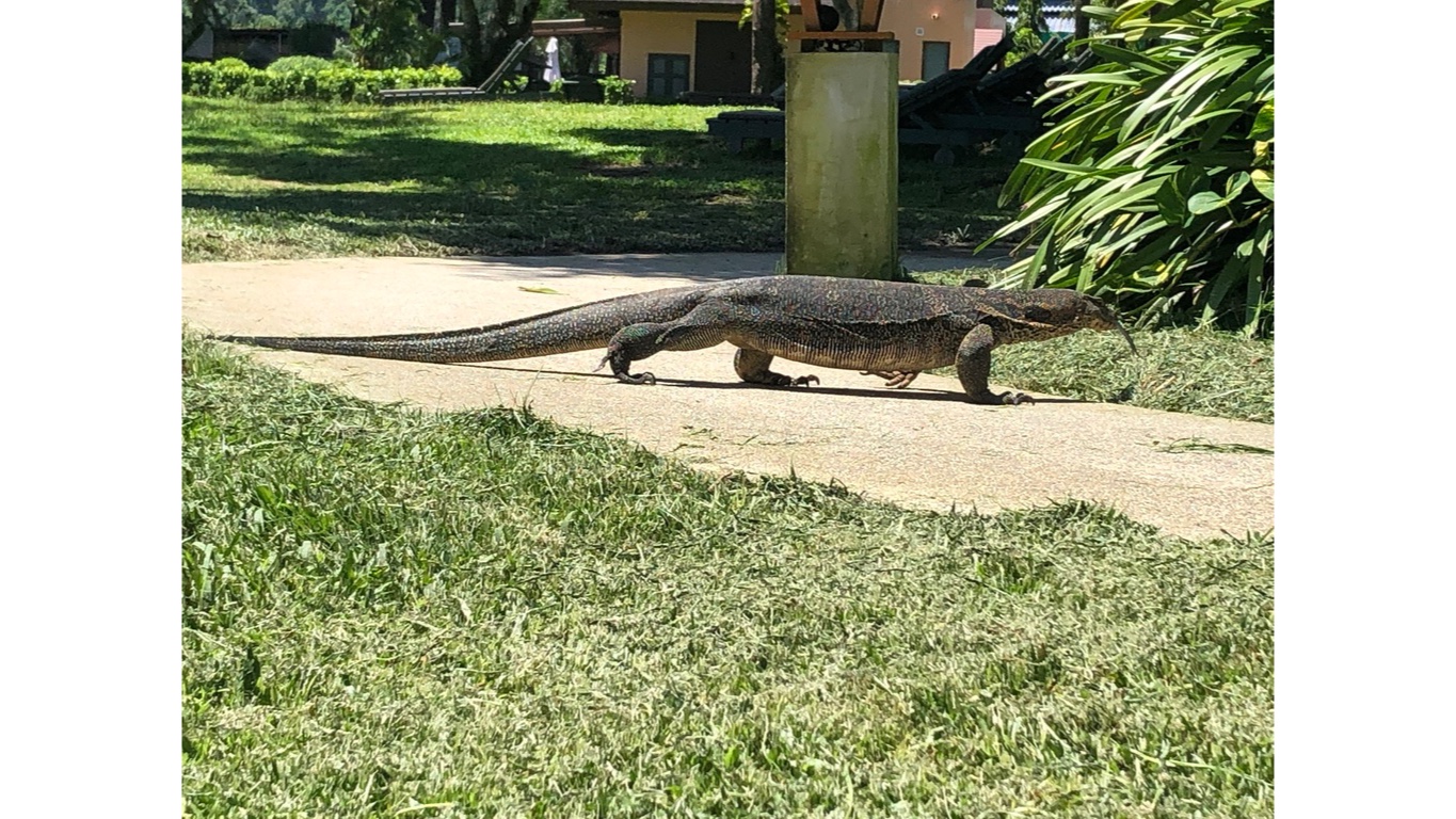 五爪金龙———泽巨蜥
