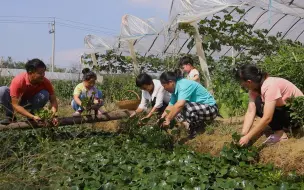 Скачать видео: 胖妹发现了啥美食？一家老小全出动，全家忙半天，粗茶淡饭也很香