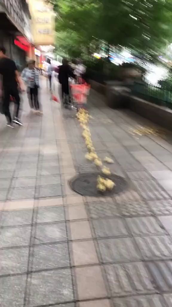 [图]全体小黄鸭听令！都跑起来跑起来！别掉队！